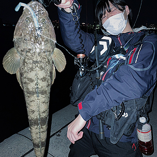 マゴチの釣果