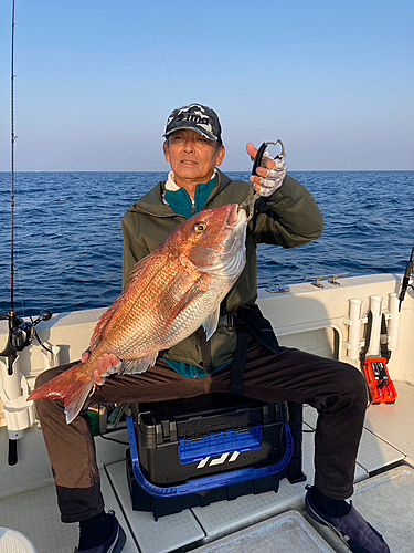 マダイの釣果