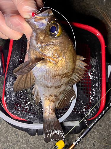 メバルの釣果