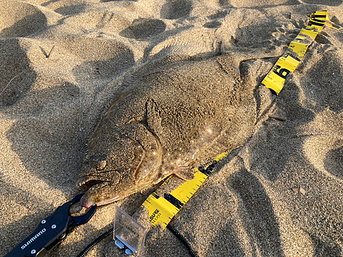 ヒラメの釣果