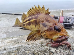 シマソイの釣果