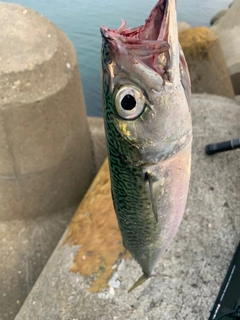 ゴマサバの釣果