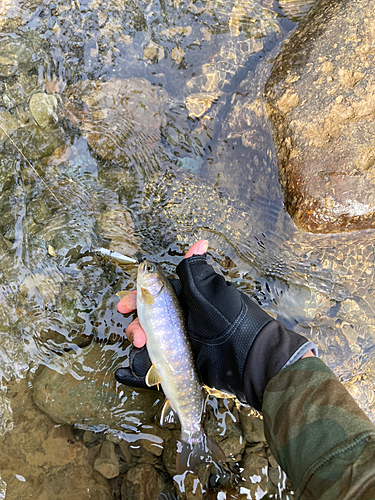 イワナの釣果