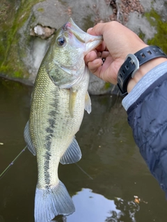 ラージマウスバスの釣果