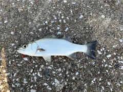 セイゴ（タイリクスズキ）の釣果