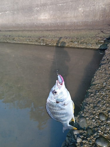 キビレの釣果