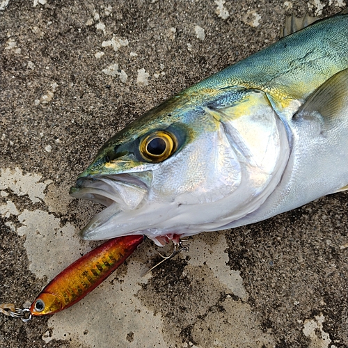 ワカシの釣果