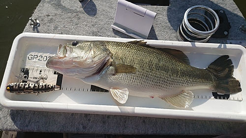 ラージマウスバスの釣果