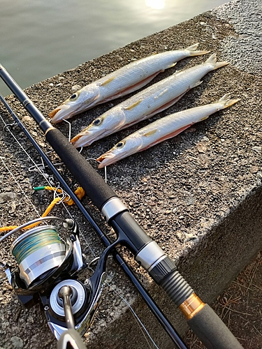 カマスの釣果