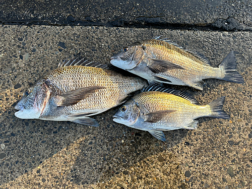 クロダイの釣果