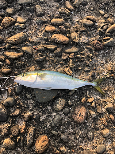 ツバイソの釣果