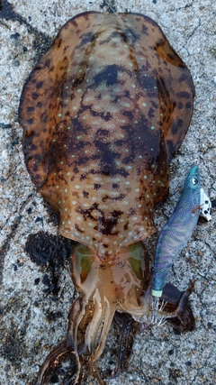 アオリイカの釣果