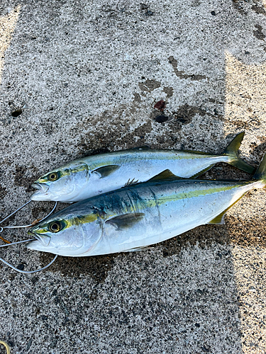 フクラギの釣果