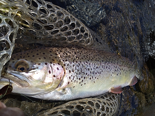 ニジマスの釣果