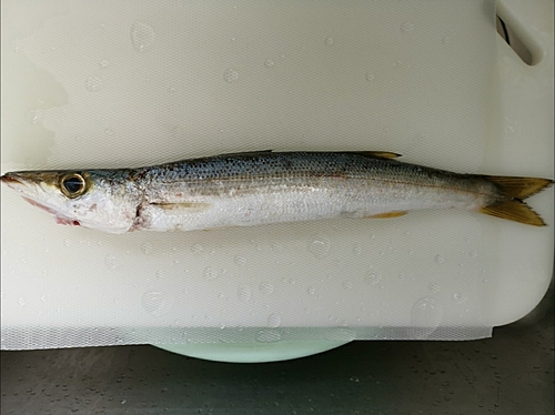 カマスの釣果