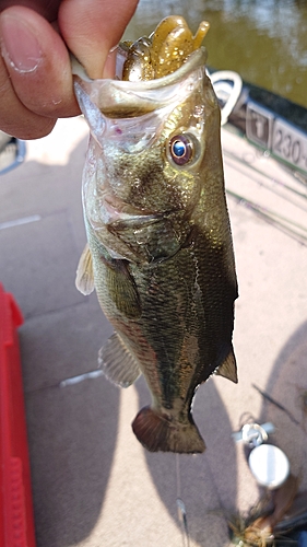 ラージマウスバスの釣果