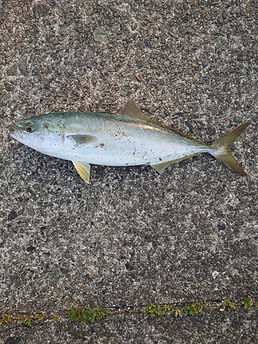 ヤズの釣果