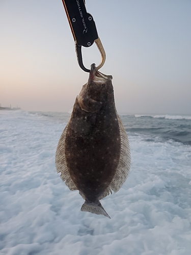 ソゲの釣果