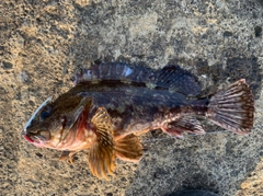 カサゴの釣果