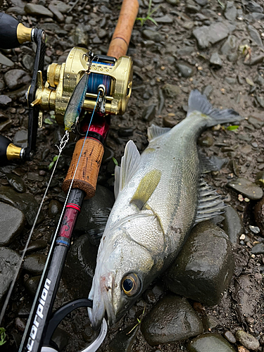 メッキの釣果