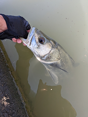 セイゴ（マルスズキ）の釣果