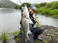 シーバスの釣果