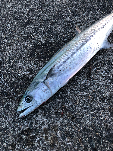 サゴシの釣果