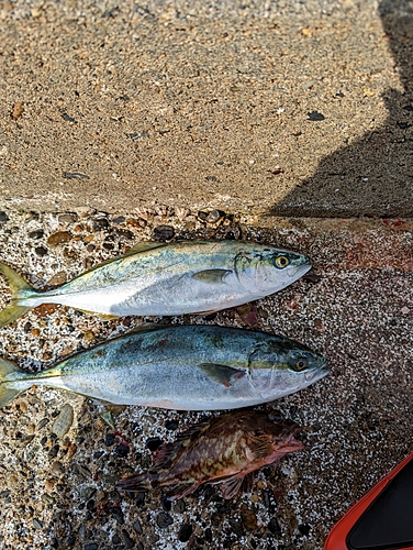 イナダの釣果