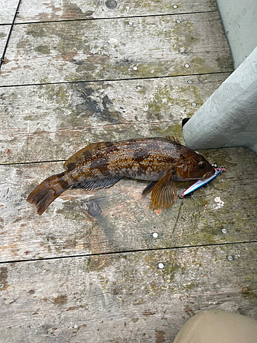 アイナメの釣果