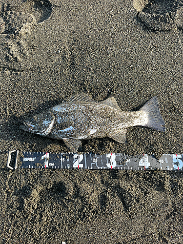 ヒラスズキの釣果