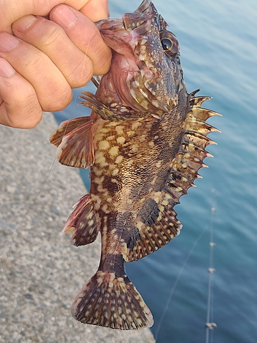 カサゴの釣果