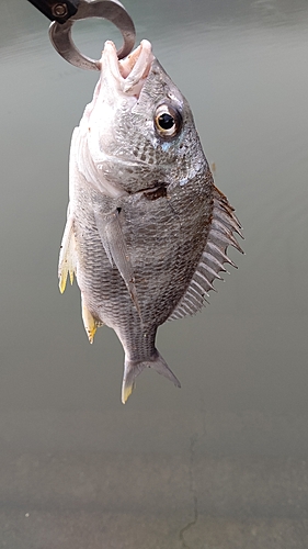 キビレの釣果