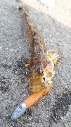 アナハゼの釣果