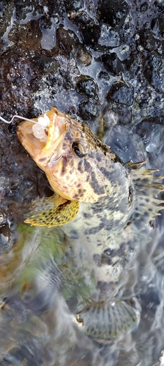 タケノコメバルの釣果