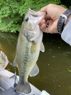 ラージマウスバスの釣果