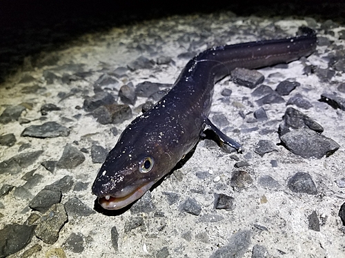 アナゴの釣果