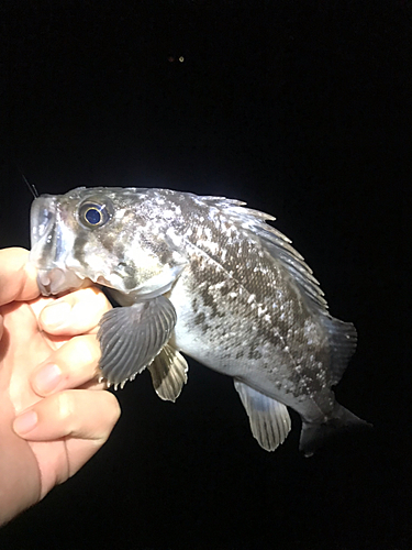 クロソイの釣果