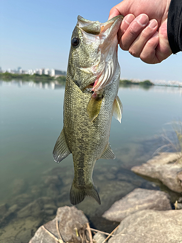 ラージマウスバスの釣果