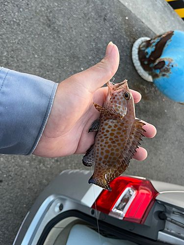 オオモンハタの釣果