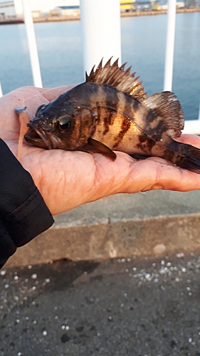 シロメバルの釣果