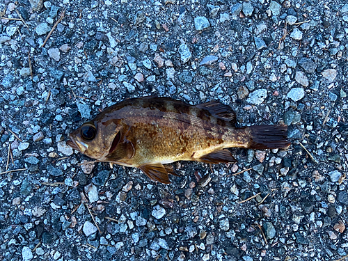 アカメバルの釣果