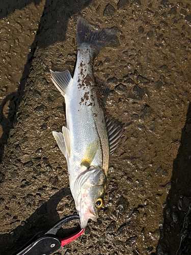 セイゴ（マルスズキ）の釣果