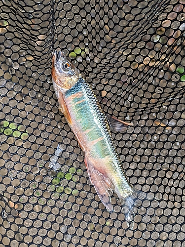 オイカワの釣果