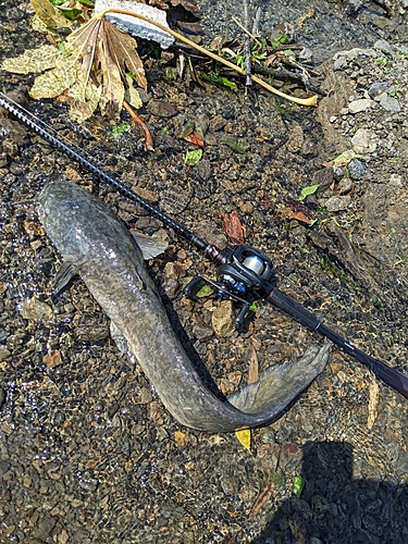 マナマズの釣果