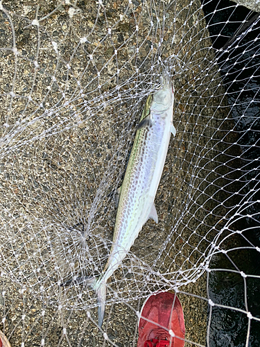 サゴシの釣果