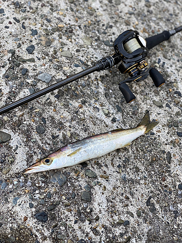 カマスの釣果