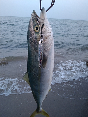 フクラギの釣果