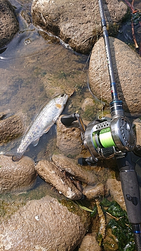 ニジマスの釣果