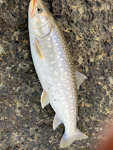 アメマスの釣果