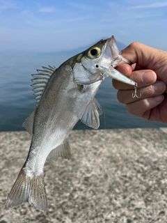 セイゴ（マルスズキ）の釣果